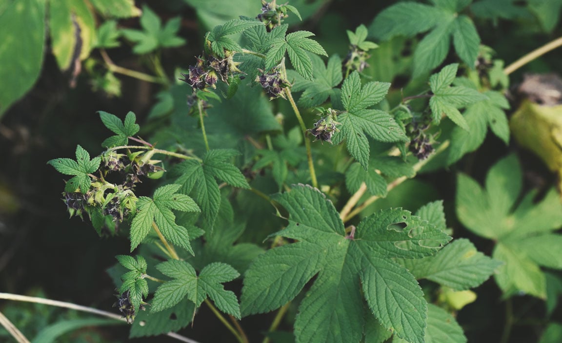 Japanischer Hopfen (Humulus japonicus)