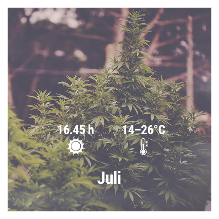 Wie man in Deutschland Cannabis im Freien anbaut, Juli