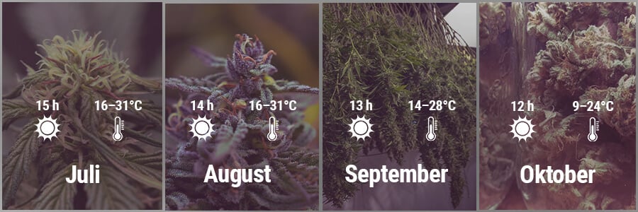 How To Grow Cannabis Outdoors In Spain