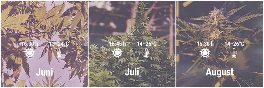 Wie man in Deutschland Cannabis im Freien anbaut, Juni, Juli, August