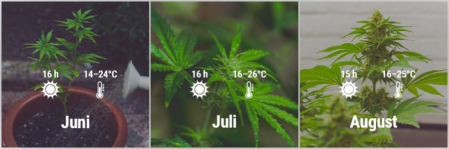 How To Grow Cannabis Outdoors In France March, April, May