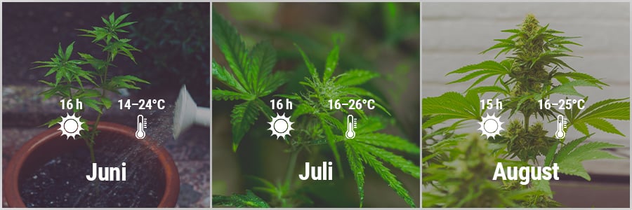 How To Grow Cannabis Outdoors In France March, April, May