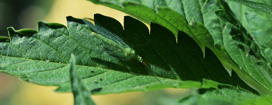 FLORFLIEGEN MACHEN BLATTLÄUSE PLATT FLORFLIEGEN MACHEN BLATTLÄUSE PLATT