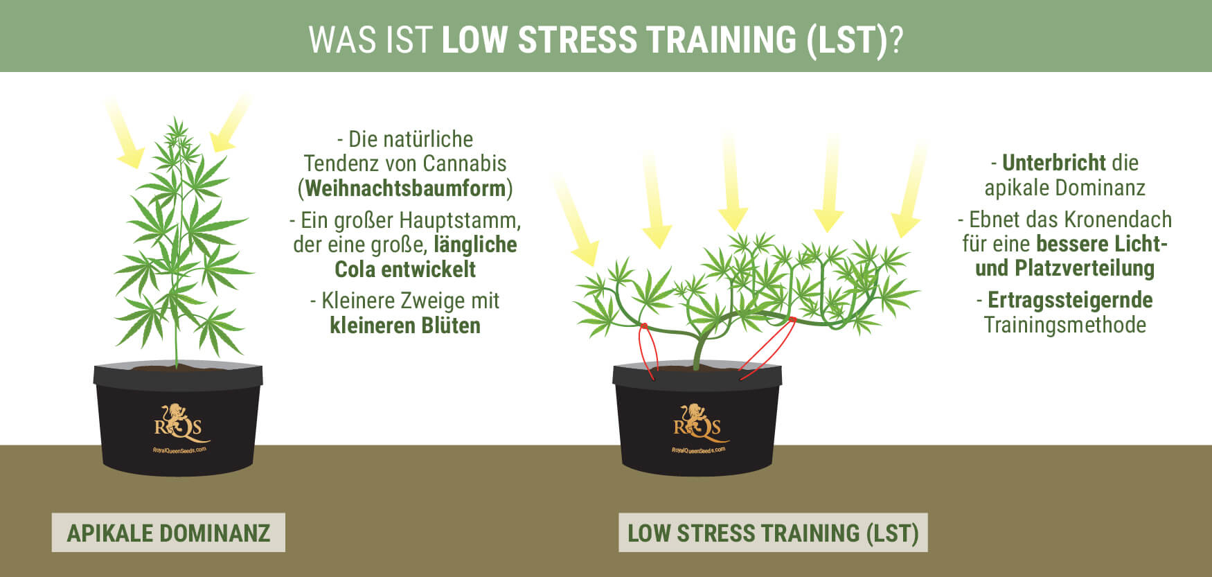 Was Is Low Stress Training? Was Is Low Stress Training?