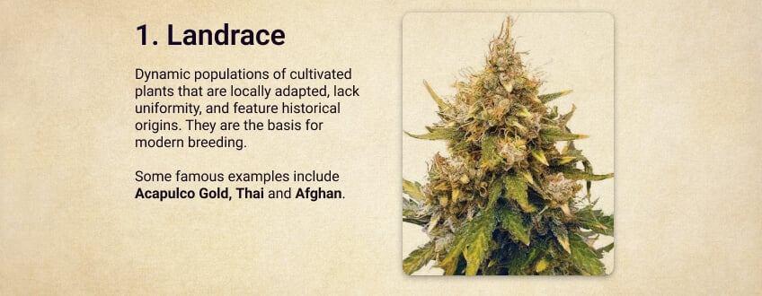 Landrace