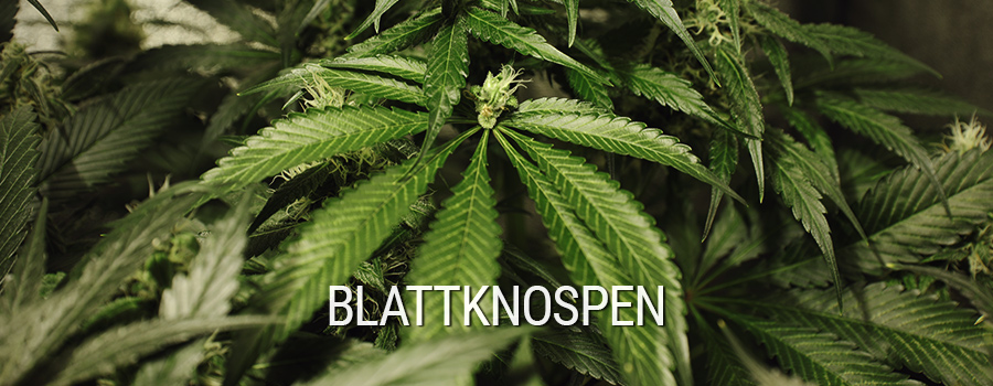 Blattknospen Cannabis Mutation Blattknospen Cannabis Mutation