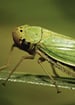 Leafhoppers