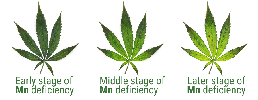 Mangan deficiency table graphic