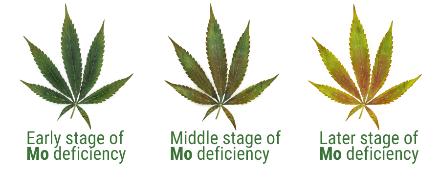 Molybdän deficiency cannabis cultivation