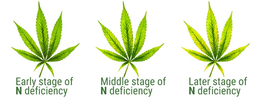 Stickstoff deficiency table leaf