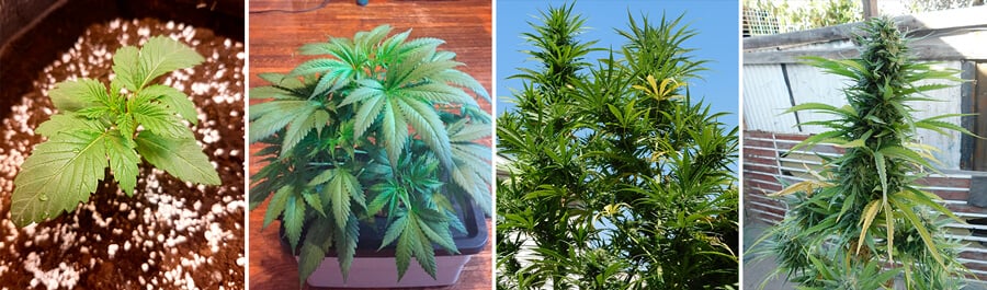 Lemon Shining Silver Haze 