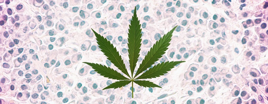 Leukämie Cannabis