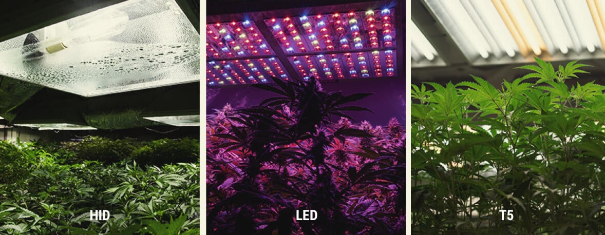 So versorgst Du Cannabispflanzen drinnen mit UV-Licht So versorgst Du Cannabispflanzen drinnen mit UV-Licht