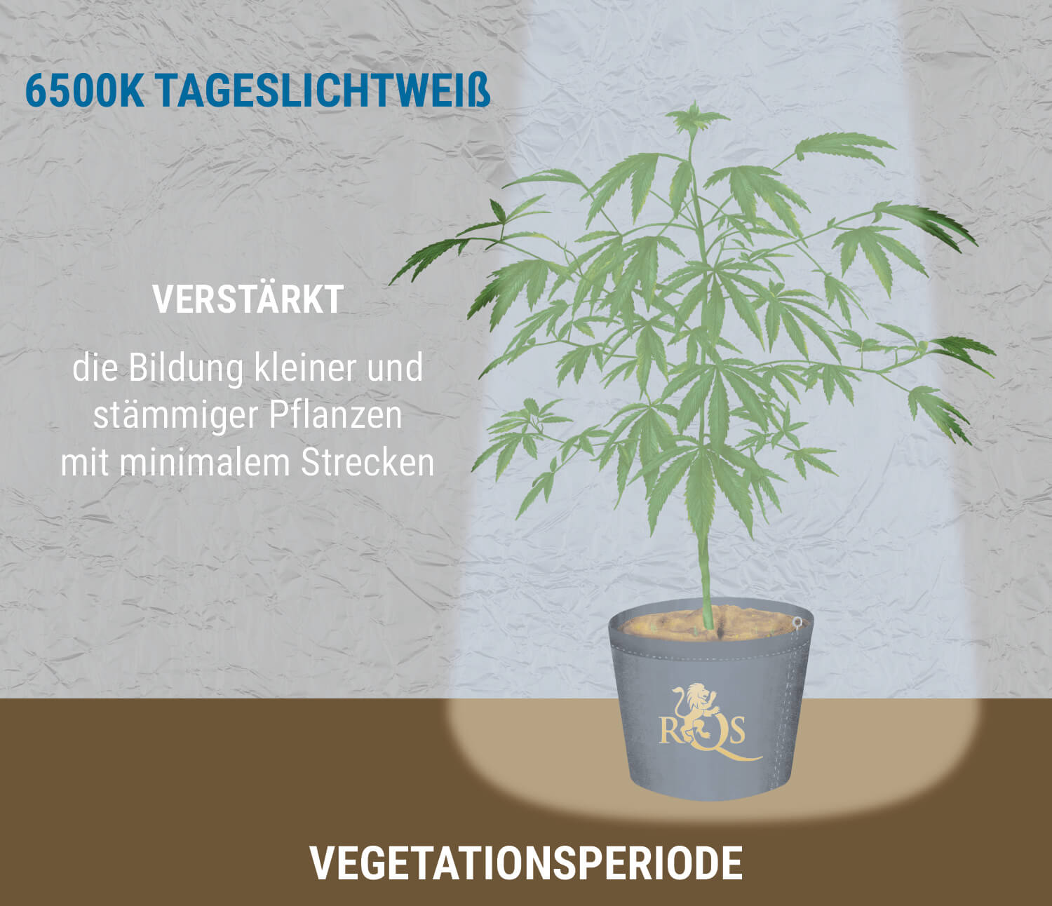 6 500K blaues Licht während des Wachstums 6 500K blaues Licht während des Wachstums