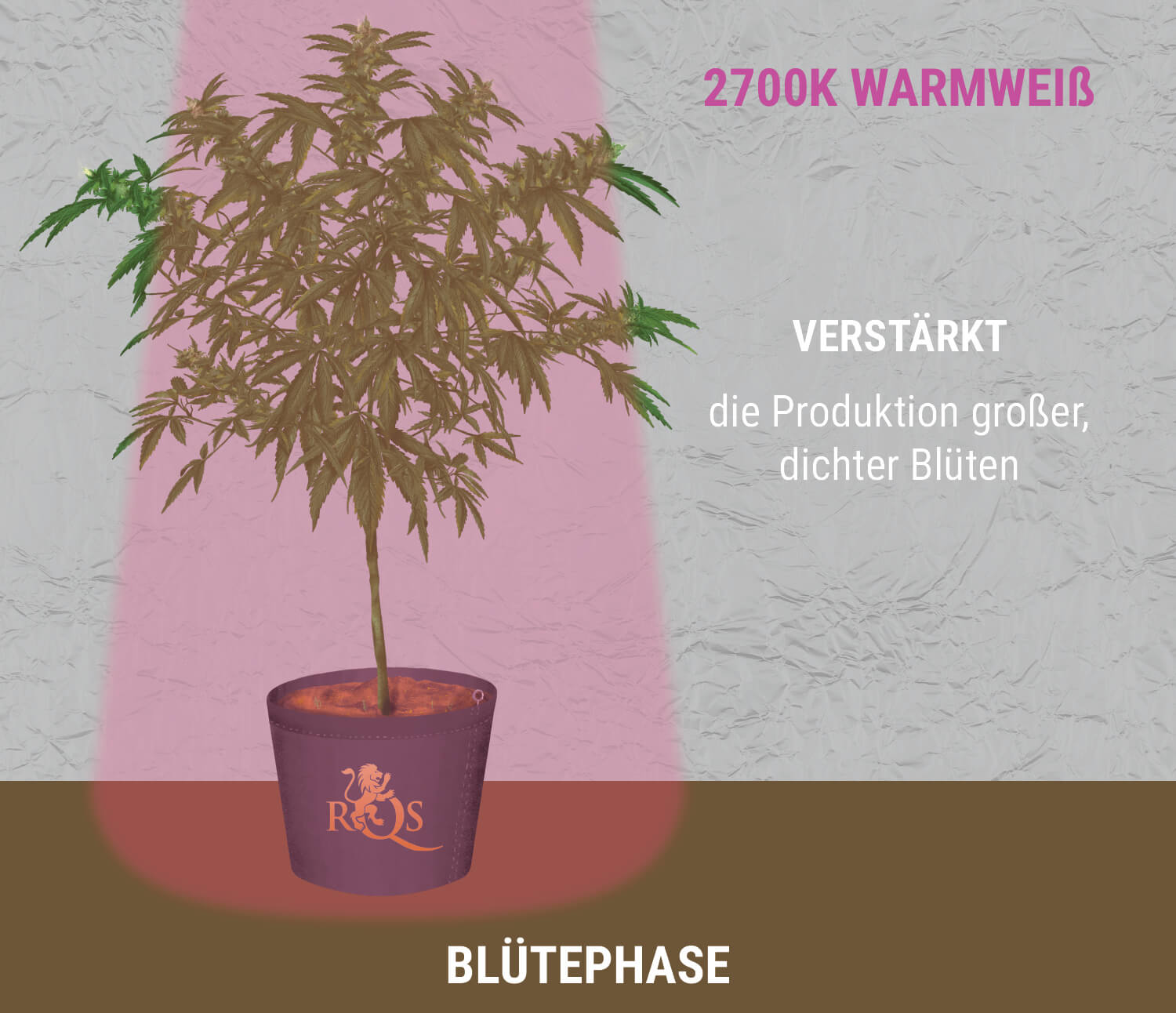 2 700K rotes Licht während der Blüte