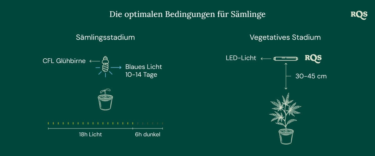 Light Conditions for cannabis seedling