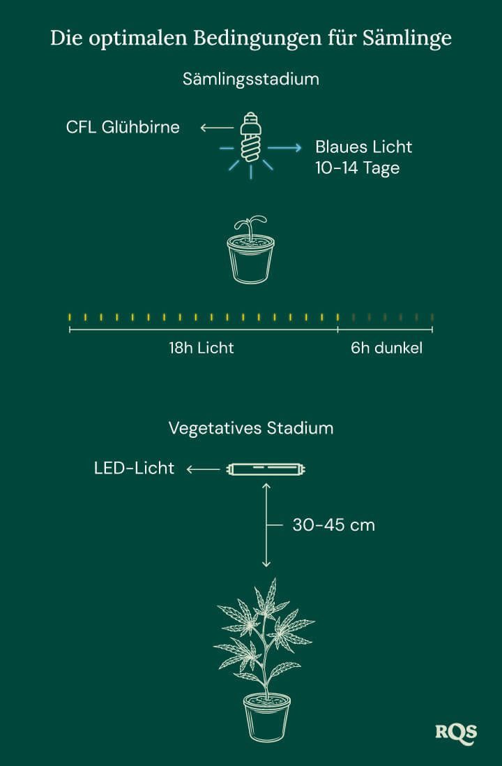 Light Conditions for cannabis seedling