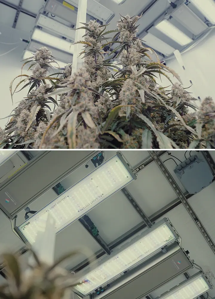 CRIC Labs Cannabis Beleuchtung und Kontrolle Führer Eine Illustration eines hellen Anbauraums von CRIC Labs mit F1 Cannabis-Hybriden, mit 1000 μmol PPFD Beleuchtung, Sensoren für Feuchtigkeit und Temperatur sowie Fertigation mit inertem Anzuchtmedium, auf einem grünen Hintergrund.