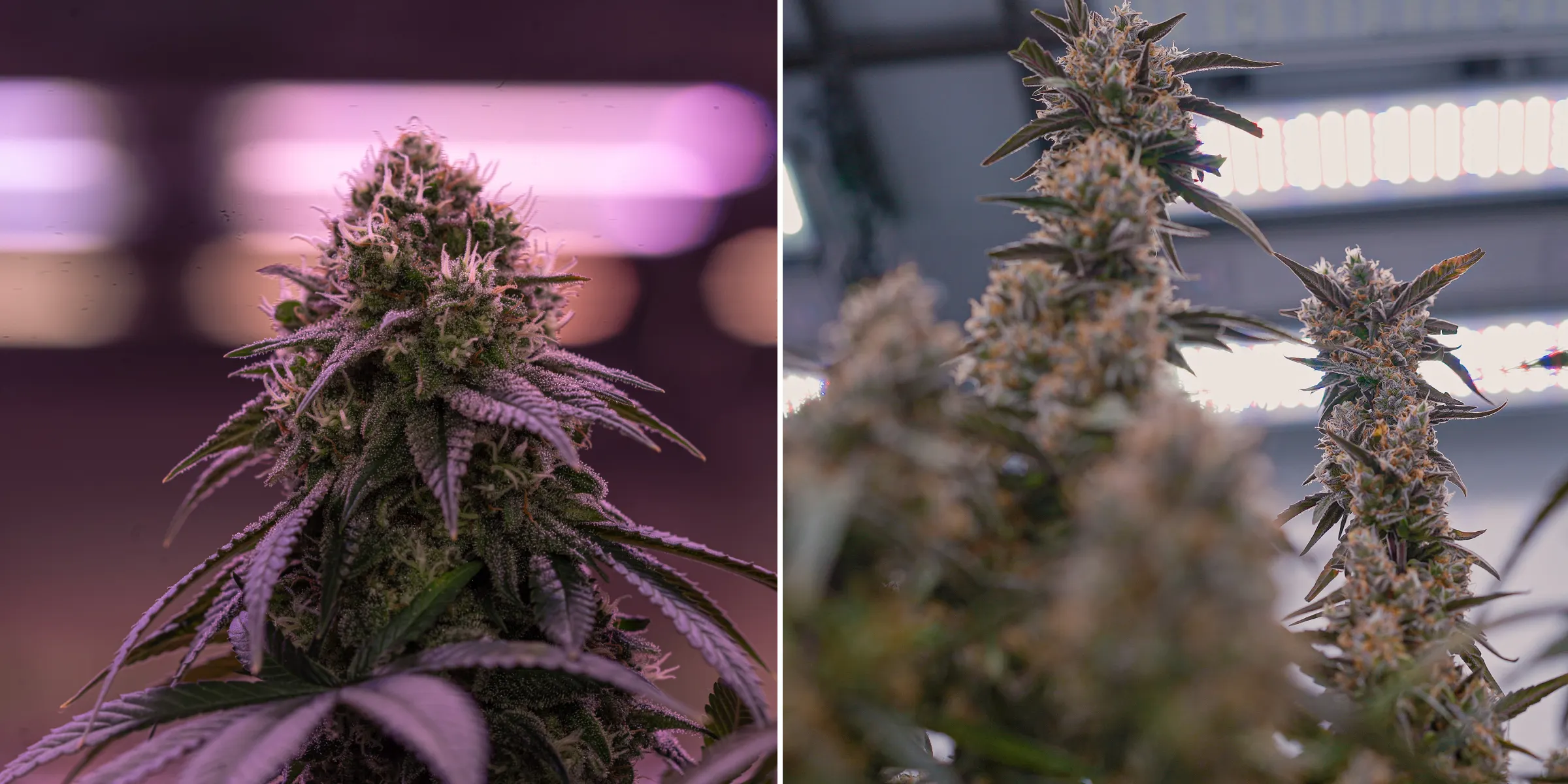 Nahaufnahme reifer Cannabisblüten unter heller Indoor-Anbaubeleuchtung, mit harzigen Colas, orangefarbenen Blütenstempeln, frostigen Trichomen und kontrollierter Beleuchtung für Crop Steering.