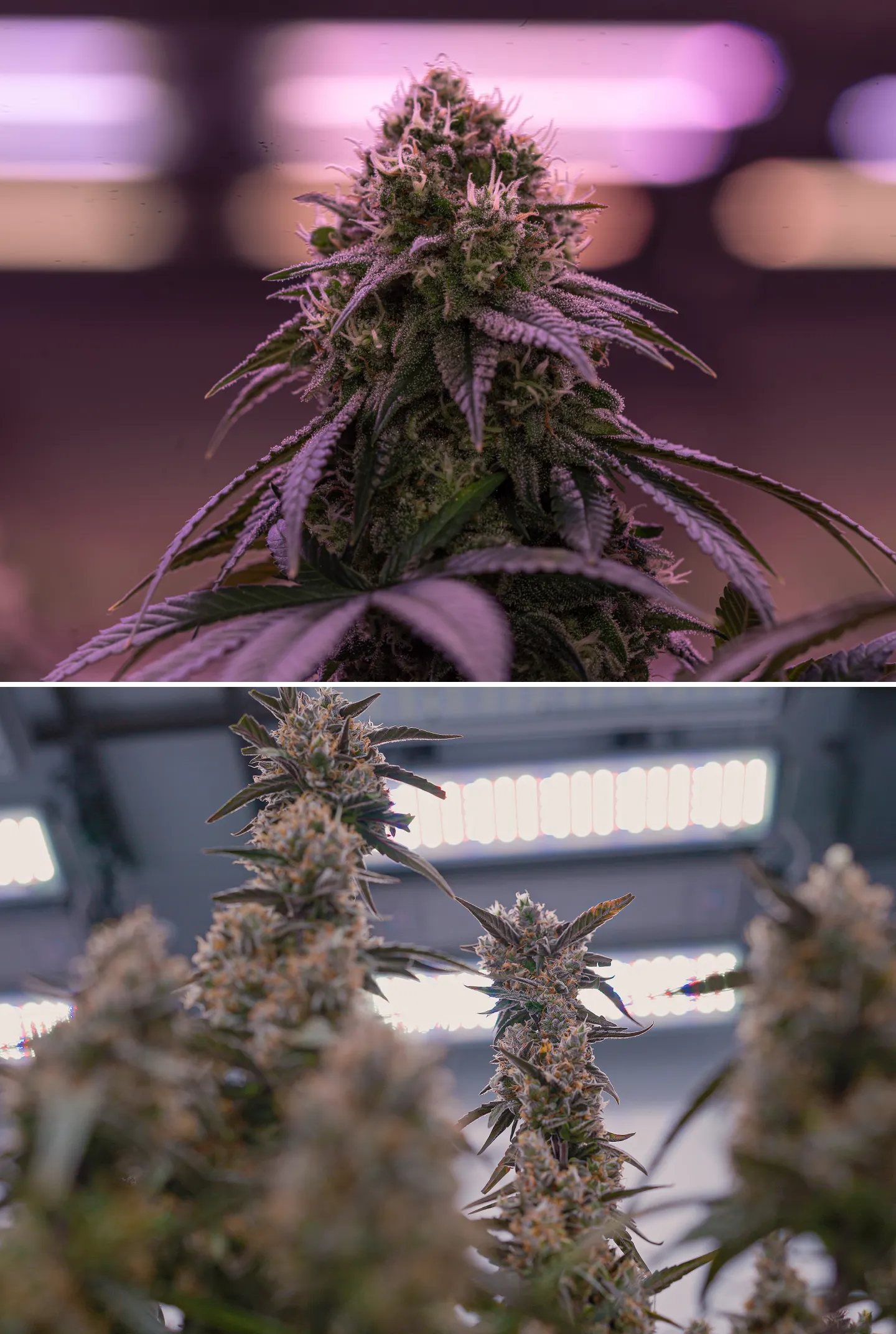 Nahaufnahme reifer Cannabisblüten unter heller Indoor-Anbaubeleuchtung, mit harzigen Colas, orangefarbenen Blütenstempeln, frostigen Trichomen und kontrollierter Beleuchtung für Crop Steering.