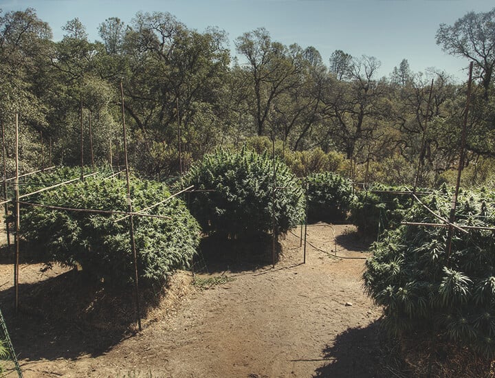 Wie man im Freien ein Rankgitter für Cannabis baut Wie man im Freien ein Rankgitter für Cannabis baut