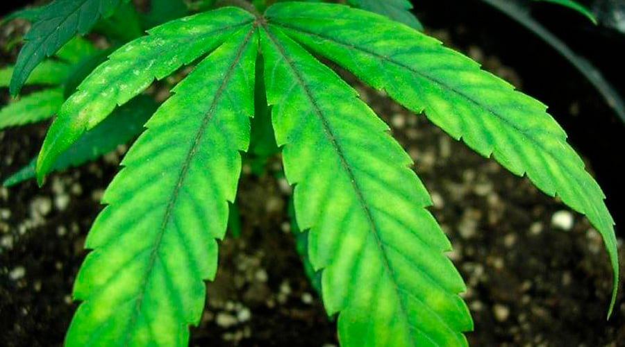 Magnesium deficiency