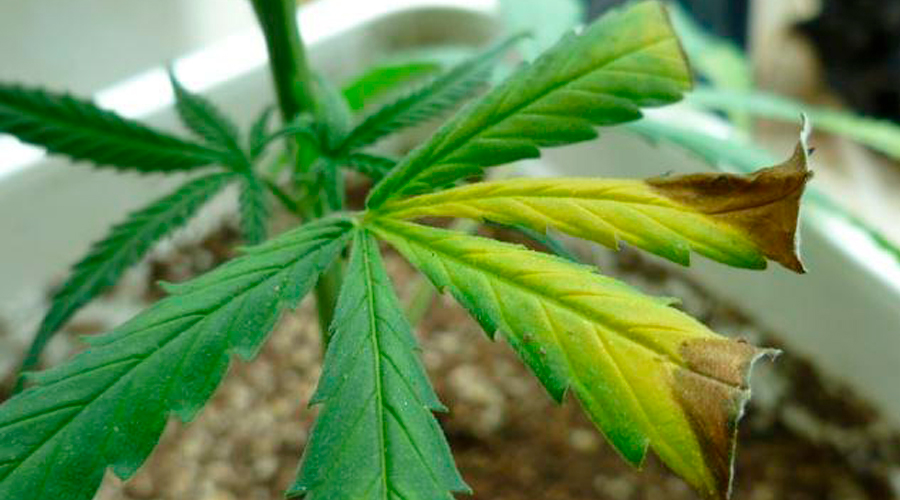 Manganese cannabis