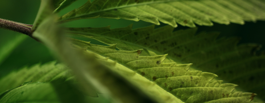 Mangan deficiency