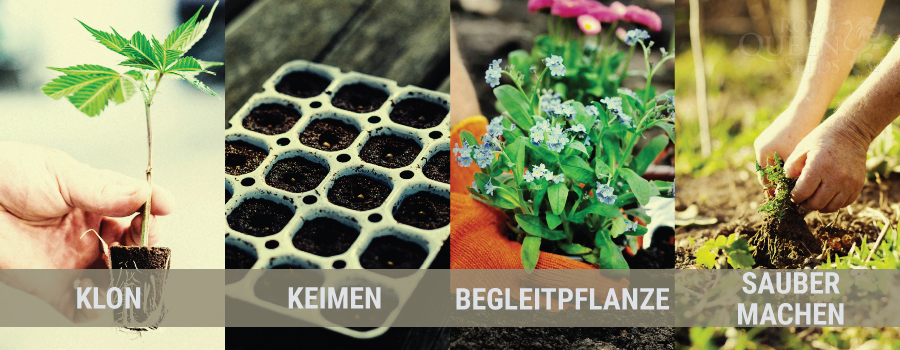 FRÜHLING FRÜHLING