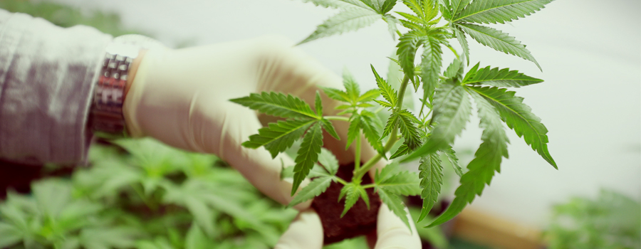 Cannabis Bundesamt Deutschland