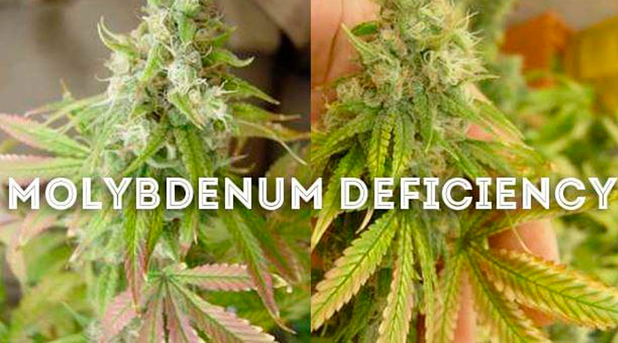 Molybdenum Deficiency