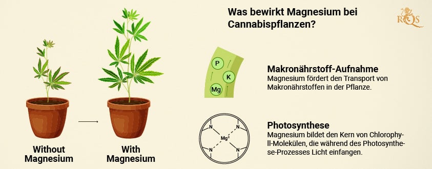 Magnesium benefits for cannabis plants