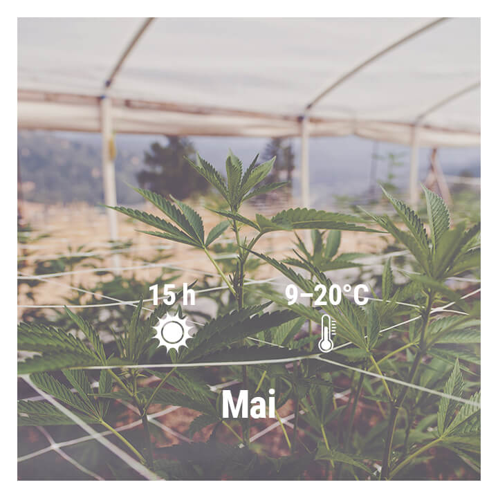 Wie man in Deutschland Cannabis im Freien anbaut, Mai