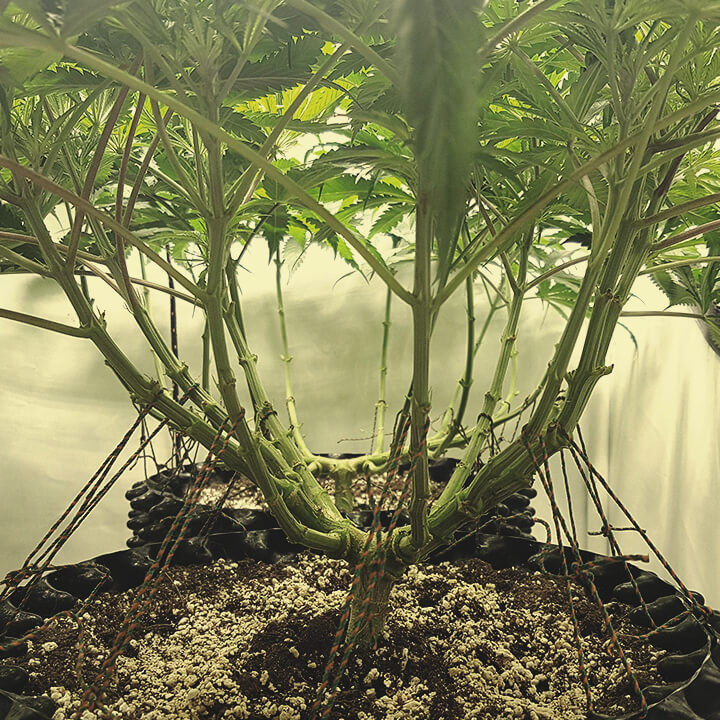 Lollipopping und Mainlining Cannabis Plant