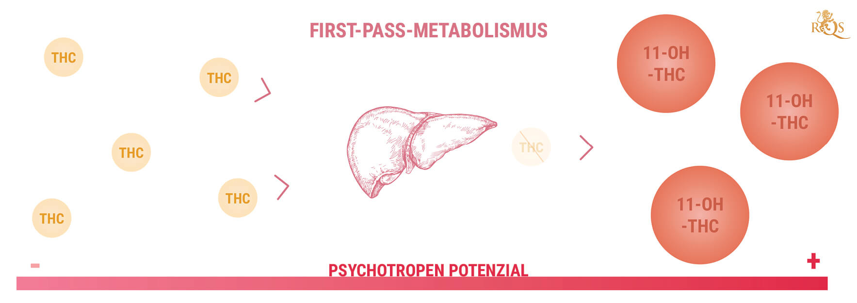 11-Hydroxy-THC und die Potenz von Edibles