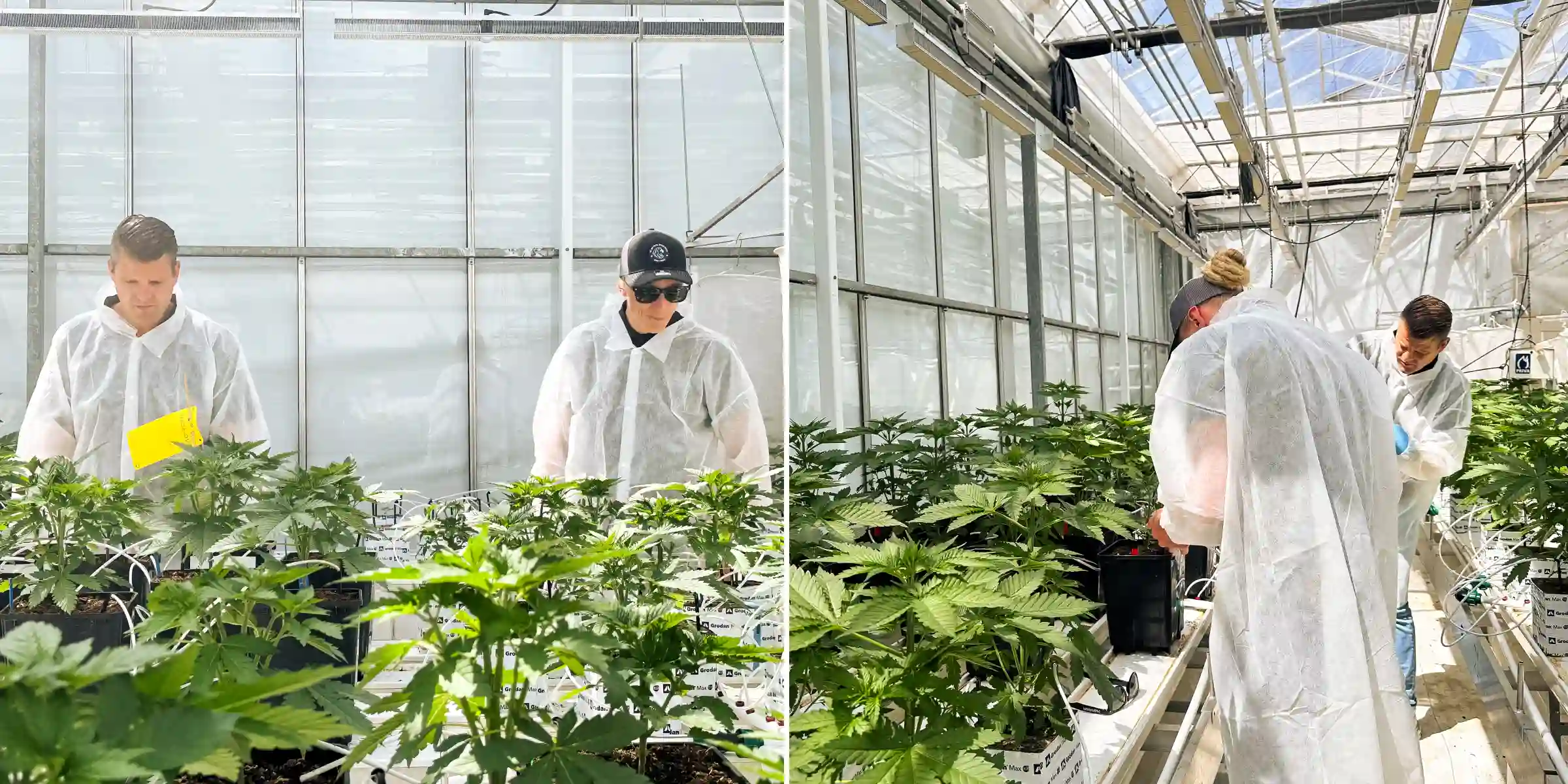 Max und Maikel inspizieren photoperiodische F1-Hybrid-Cannabispflanzen in einem hellen Breeding-Gewächshaus, umgeben von gesunden Pflanzen, Bewässerungsleitungen und kontrollierten Versuchsbedingungen.