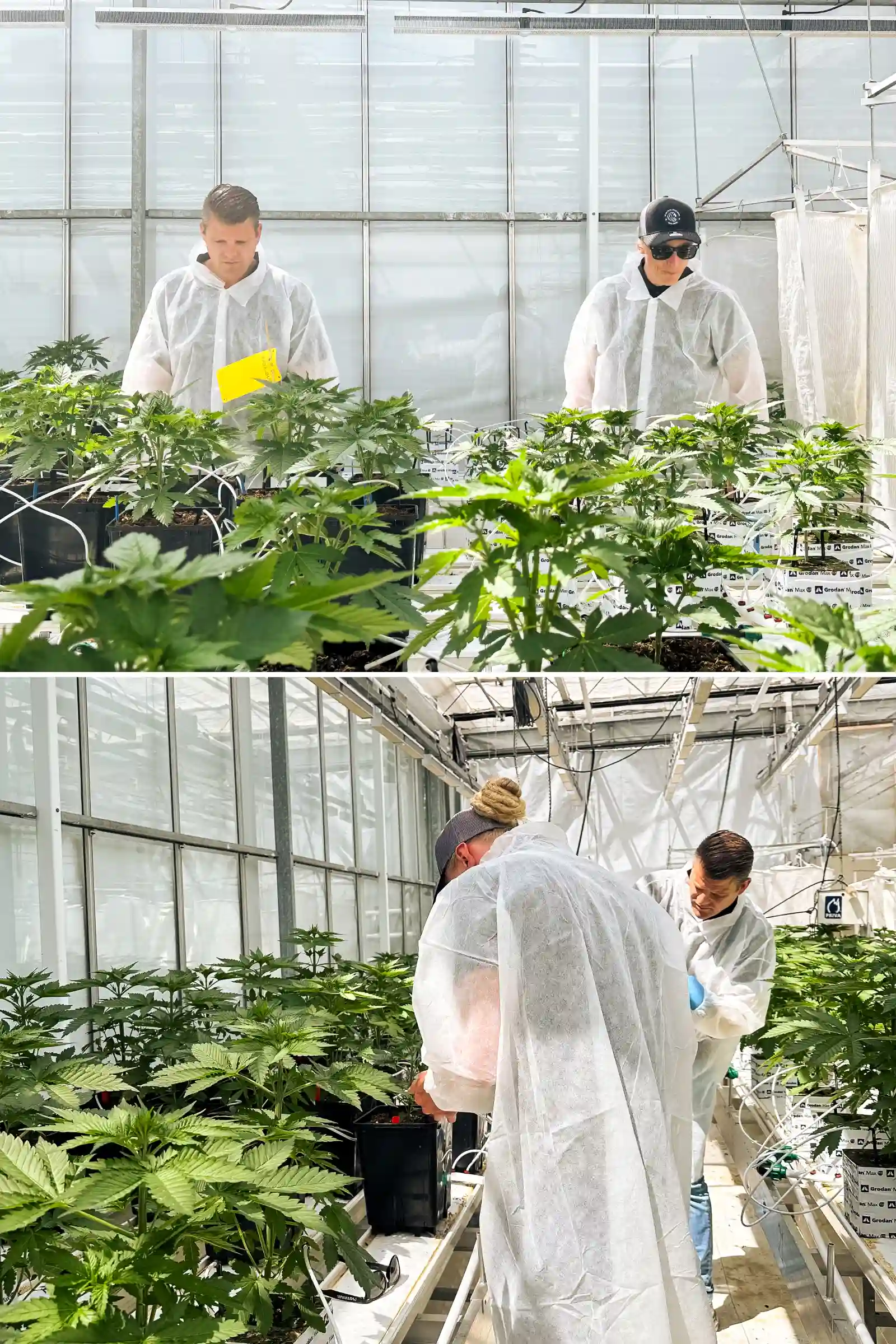 Max und Maikel inspizieren photoperiodische F1-Hybrid-Cannabispflanzen in einem hellen Breeding-Gewächshaus, umgeben von gesunden Pflanzen, Bewässerungsleitungen und kontrollierten Versuchsbedingungen.