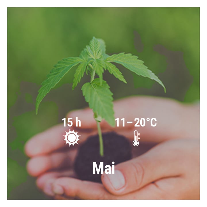 How To Grow Cannabis Outdoors In France, March, April, May