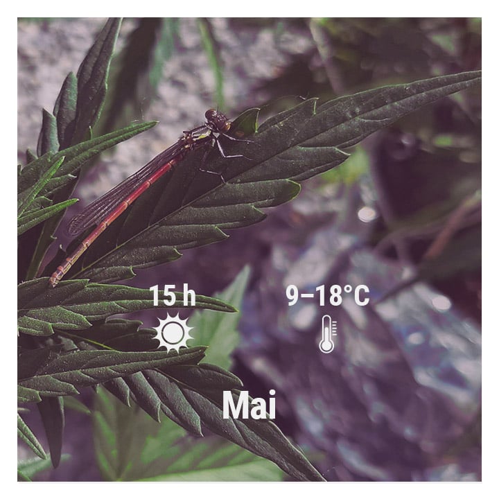 How To Grow Cannabis Outdoors - Belgium