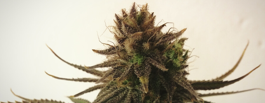 Medical Mass Medical Mass