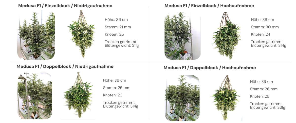 Medusa F1 Ergebnisse: Single Block vs Dual Block Vergleich Ergebnisübersicht der Medusa F1 Cannabispflanzen mit Vergleich von Single- und Dual-Block-Systemen bei niedriger und hoher Bewässerung