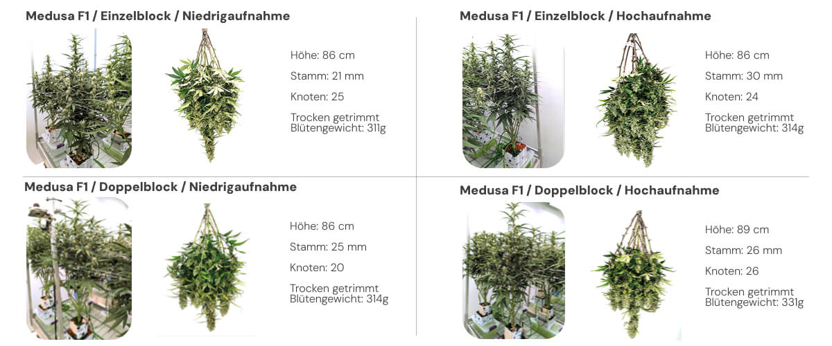 Medusa F1 Ergebnisse: Single Block vs Dual Block Vergleich Ergebnisübersicht der Medusa F1 Cannabispflanzen mit Vergleich von Single- und Dual-Block-Systemen bei niedriger und hoher Bewässerung