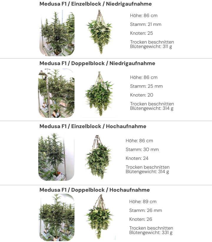 Medusa F1 Ergebnisse: Single Block vs Dual Block Vergleich Ergebnisübersicht der Medusa F1 Cannabispflanzen mit Vergleich von Single- und Dual-Block-Systemen bei niedriger und hoher Bewässerung