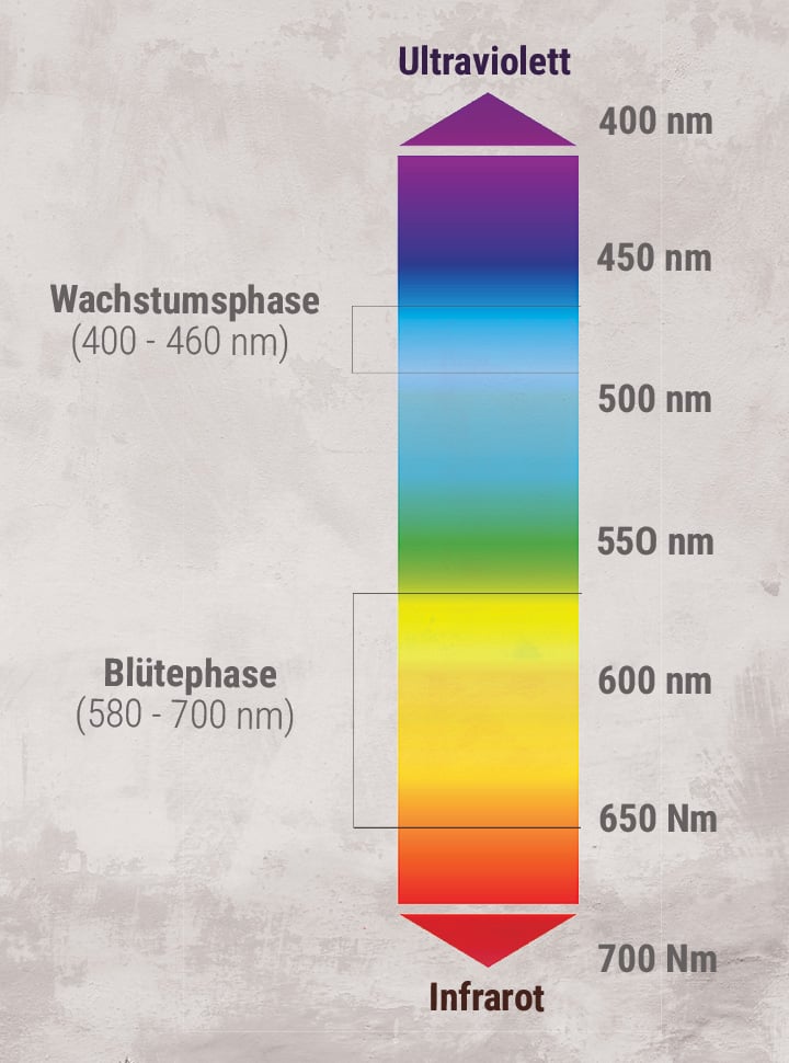 Lichtspektrum-Cannabis