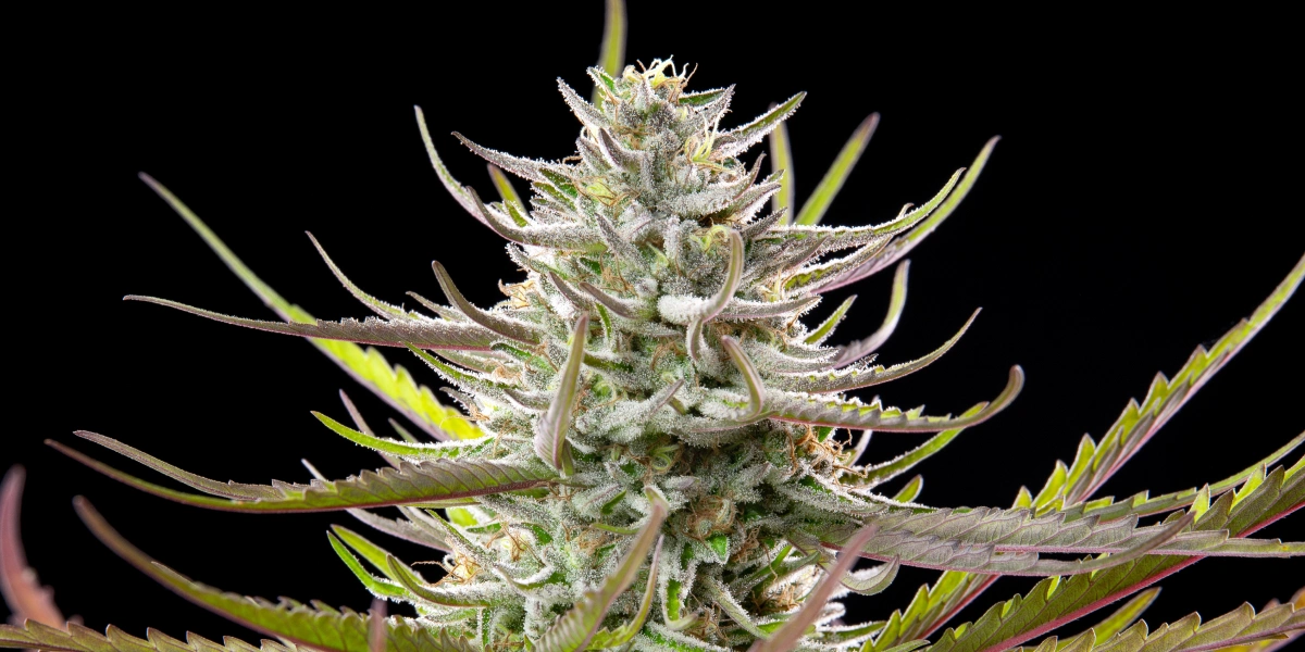 Mimosa Cannabis-Bud mit frostigen harzigen Blüten, violett-grünen Blättern, weißen Blütenstempeln und kompaktem Blütenwachstum vor dunklem Hintergrund.