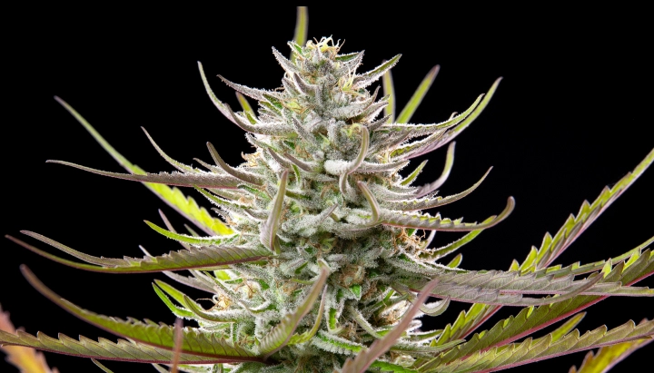 Mimosa Cannabis-Bud mit frostigen harzigen Blüten, violett-grünen Blättern, weißen Blütenstempeln und kompaktem Blütenwachstum vor dunklem Hintergrund.