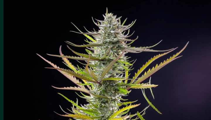 Mimosa: kürzeste kompakte photoperiodische Sorte Mimosa Cannabispflanze mit frostiger harziger Cola, violett-grünen Blättern, weißen Blütenstempeln und kompakter Blütenstruktur vor dunklem Hintergrund.