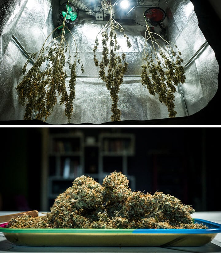 Mimosa Auto Cannabisknospen trocknen in einem reflektierenden Anbauraum nach der Ernte, zeigen optimale Trocknungsbedingungen für maximale Terpenkonservierung und Potenz.