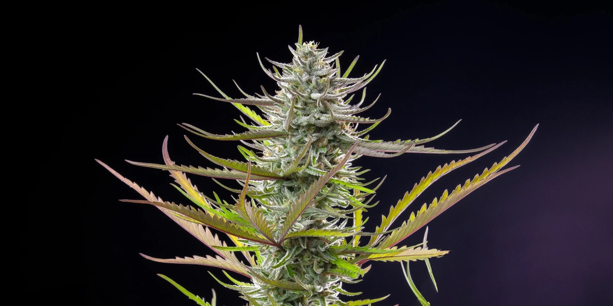 Mimosa: kürzeste kompakte photoperiodische Sorte Mimosa Cannabispflanze mit frostiger harziger Cola, violett-grünen Blättern, weißen Blütenstempeln und kompakter Blütenstruktur vor dunklem Hintergrund.