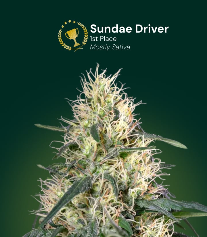 Sundae Driver Cannabisblüte, Gewinner des 1. Platzes, überwiegend Sativa